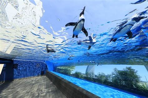 水族館 デート 東京|【東京近郊】デートにおすすめの水族館9選！ショーや .